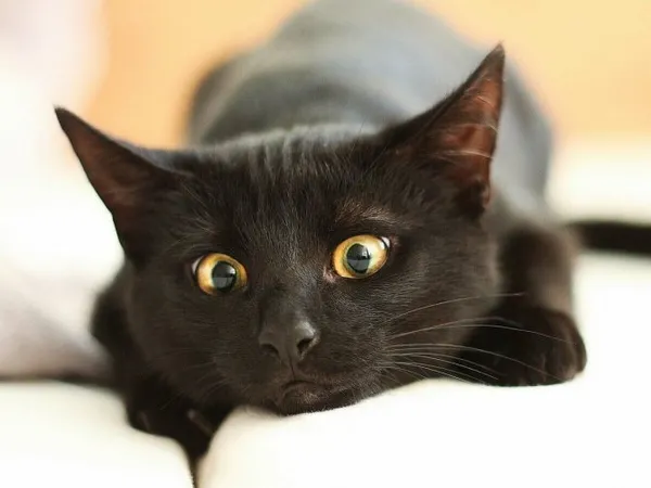 Имена для кошек и котят девочек: редкие и красивые. Как назвать кошку девочку черную, рыжую, белую, серую, трехцветную. Как назвать черно белого котенка мальчика. 8