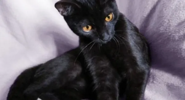 Имена для кошек и котят девочек: редкие и красивые. Как назвать кошку девочку черную, рыжую, белую, серую, трехцветную. Как назвать черно белого котенка мальчика. 2