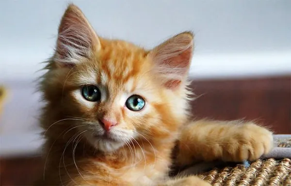 Имена для кошек и котят девочек: редкие и красивые. Как назвать кошку девочку черную, рыжую, белую, серую, трехцветную. Как назвать черно белого котенка мальчика. 7