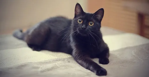 Имена для кошек и котят девочек: редкие и красивые. Как назвать кошку девочку черную, рыжую, белую, серую, трехцветную. Как назвать черно белого котенка мальчика. 5