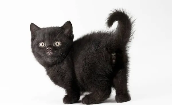 Имена для кошек и котят девочек: редкие и красивые. Как назвать кошку девочку черную, рыжую, белую, серую, трехцветную. Как назвать черно белого котенка мальчика. 4