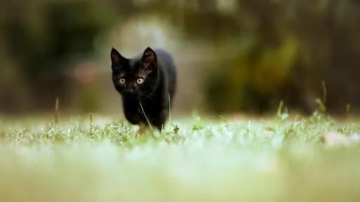 Имена для кошек и котят девочек: редкие и красивые. Как назвать кошку девочку черную, рыжую, белую, серую, трехцветную. Как назвать черно белого котенка мальчика. 13