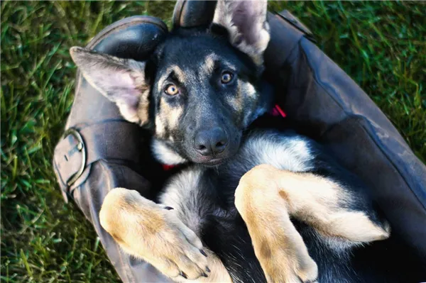 Взрослый щенок немецкой овчарки лежит на коленях у хозяина