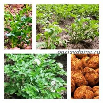Когда и чем подкормить картофель для роста клубней и хорошего урожая
