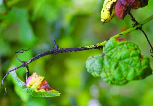 Листья винограда, поражённые антракнозом