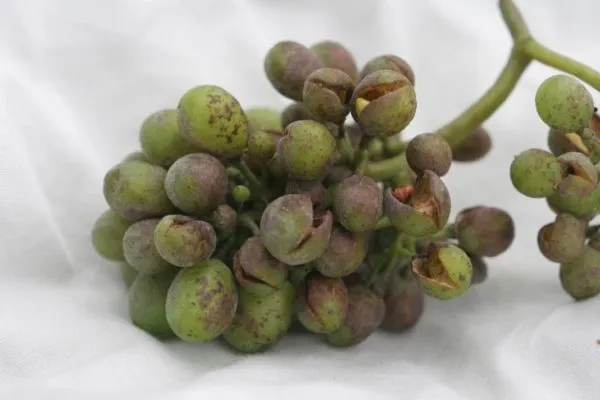 Ягоды винограда, поражённые мучнистой росой