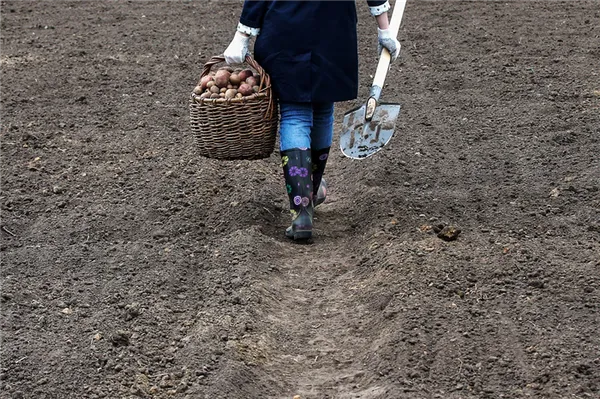 Посадка картофеля весной в открытый грунт в 2023 году. Когда сажать картошку. 3