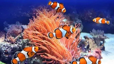 Рыбы-клоуны: разновидности и правила содержания в аквариуме