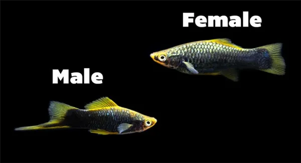 Рыбка меченосец: разновидности, выбор, уход, размножение меченосец аквариумная рыбка. Меченосец аквариумная рыбка. 3