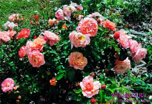 Розы Мари Кюри