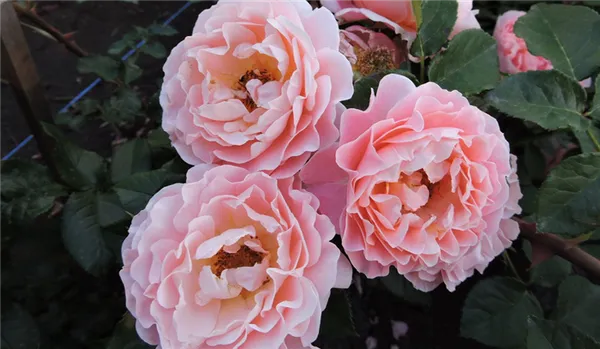 Розы сорта Мари Кюри