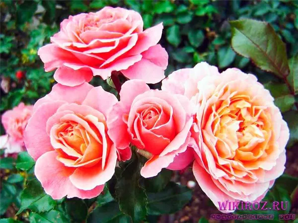 Сорт розы Мари Кюри описание с фото