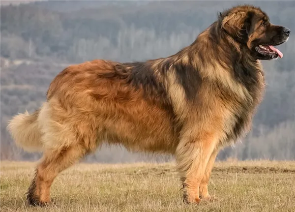 Топ-10 самых больших пород собак в мире – наши защитники и верные друзья. Самая большая собака в мире. 2