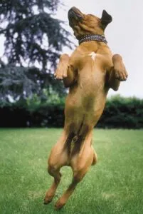 Собака тоса-ину в прыжке