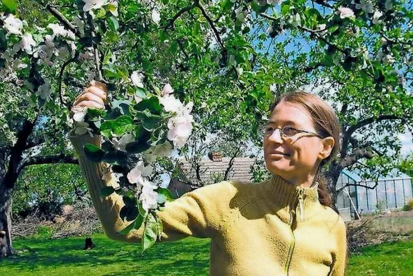 Цветущая ветка вишни Подбельская