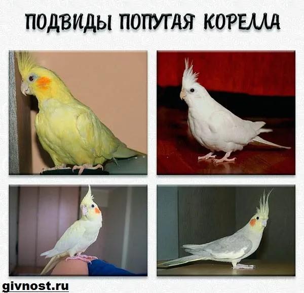 Попугай-корелла-птица-Описание-особенности-уход-и-цена-попугая-корелла-8