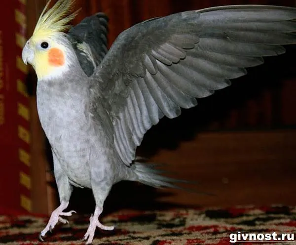 Попугай-корелла-птица-Описание-особенности-уход-и-цена-попугая-корелла-1
