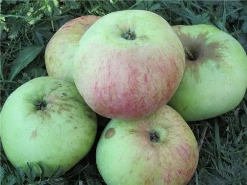 Яблоки сорта Богатырь