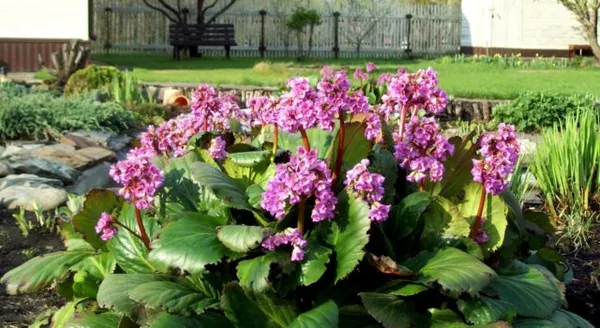 Бадан: когда и как цветет, фото растения на даче
