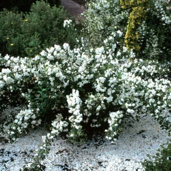 Жасмин садовый (чубушник) Snowbelle (Сноубель): описание сорта, фото