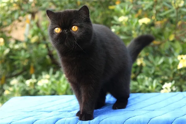 черная экзотическая кошка