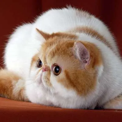 Экзотическая короткошерстная кошка — экзот