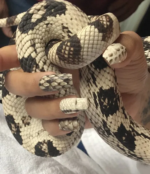 Маникюр с изображением рептилий и змеиной кожи на ногтях. Маникюр со змеей. 38