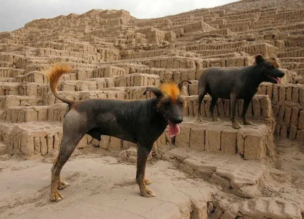 Голые собаки из Перу
