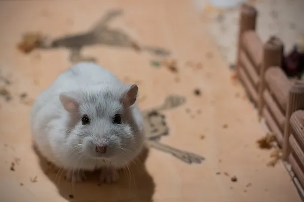 Small Dwarf Hamster Hybrid Pet - mordilla-net / Pixabay