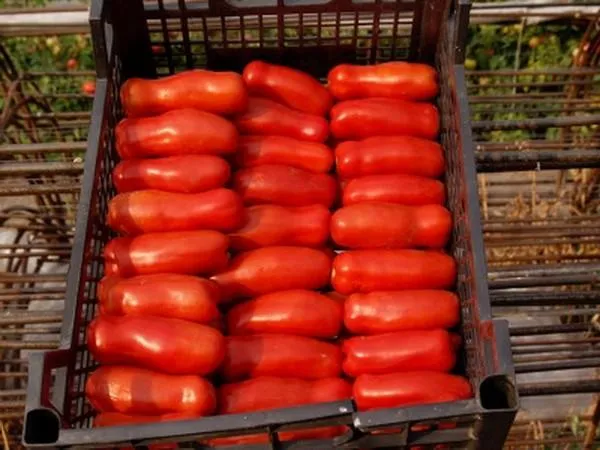 Урожайность томата Весёлый гном и плодоношение