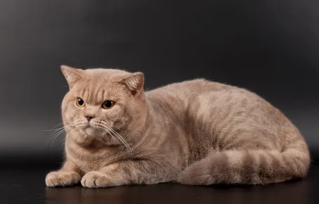 Британский кот окраса «лиловый мрамор» лежит на сером фоне