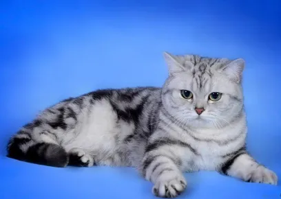 Британская мраморная кошка лежит на голубом покрывале