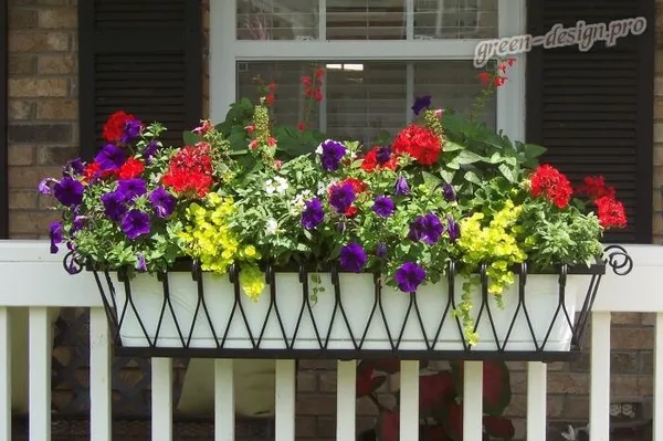 Фото цветов в подвесном балконном ящике