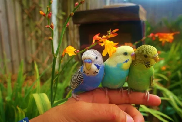 Для чего необходимо гнездо волнистым попугаем и как сделать своими руками. Гнездо для волнистых попугаев. 12
