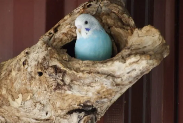 Для чего необходимо гнездо волнистым попугаем и как сделать своими руками. Гнездо для волнистых попугаев. 13