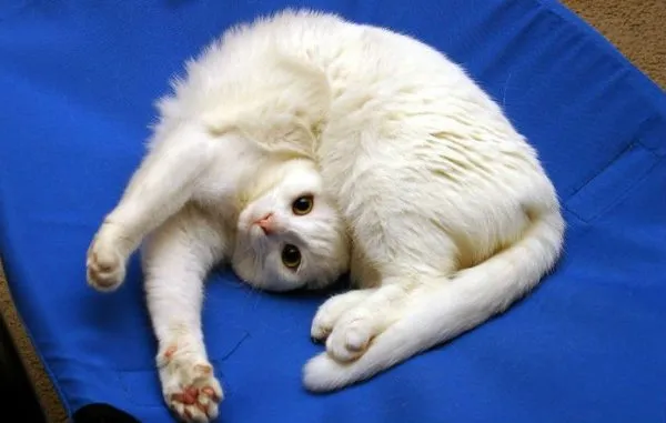 Белая кошка лежит, изогнувшись, на синей ткани