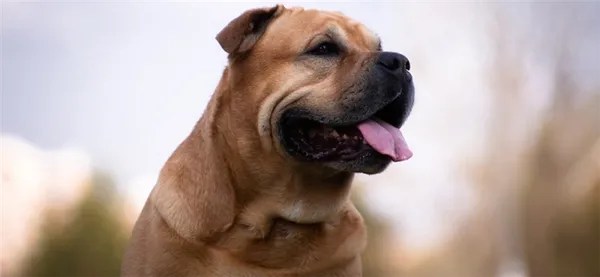Ка-де-бо – порода собак