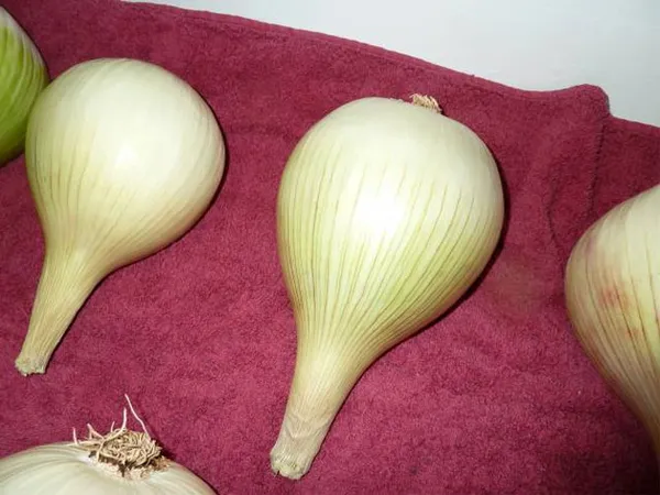 Репчатый лук Эксибишен – выращивание через рассаду из семян, сроки посева. Лук эксибишен фото. 4