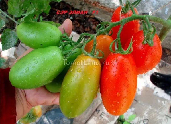томат Сэр Элиан f1 фото спелых плодов