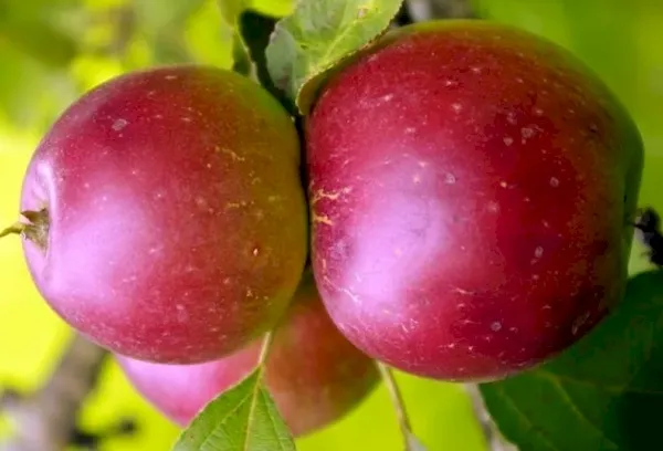 Яблоня сорт Брусничное скороплодная