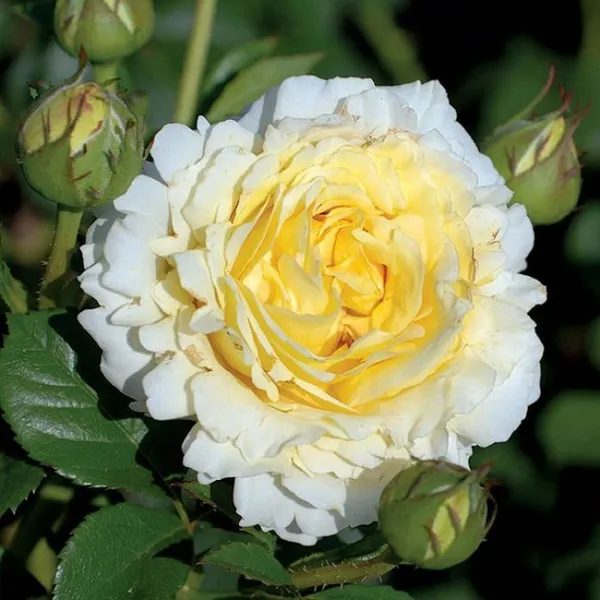 Роза Сирано де Бержерак
