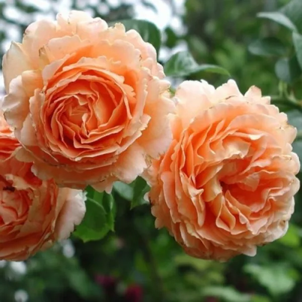 Цветки розы Полька
