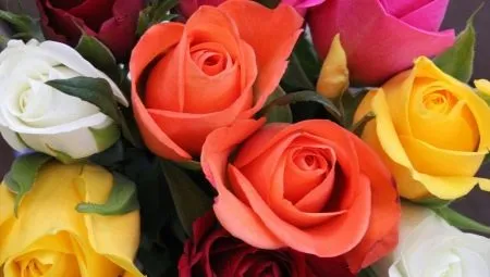 Что означают цвета роз на языке цветов. Оранжевые розы значение. 3