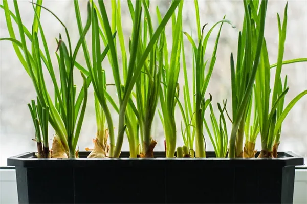 Топ-7 способов выращивания зеленого лука на перо в домашних условиях. Как прорастить лук. 8