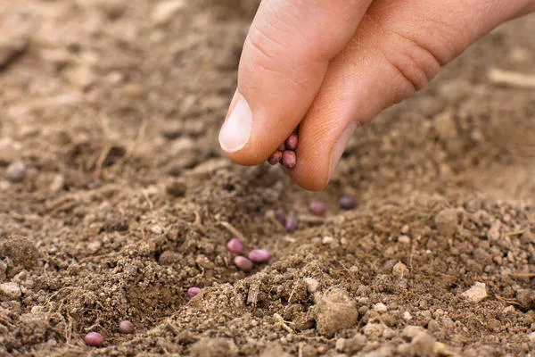 Как вырастить крупный, сочный редис: поговорим о почве, поливе и подкормке. Как часто поливать редиску. 7