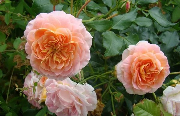 Полька: элегантная крупноцветковая роза-клаймбер. Роза плетистая полька. 16