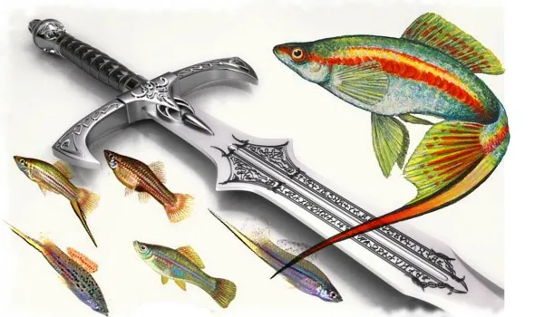 Рыбка меченосец: разновидности, выбор, уход, размножение меченосец аквариумная рыбка. Меченосец аквариумная рыбка. 7