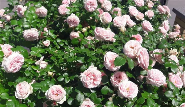 Как выглядит роза сорта «Джардина»: особенности ухода за растением в открытом грунте. Роза джардина плетистая. 19