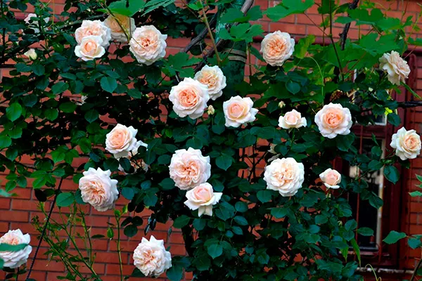 Роза Пенни Лейн. Пенни лейн роза фото. 4