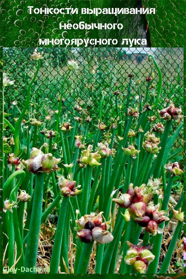Тонкости выращивания необычного многоярусного лука. Многоярусный лук фото. 11